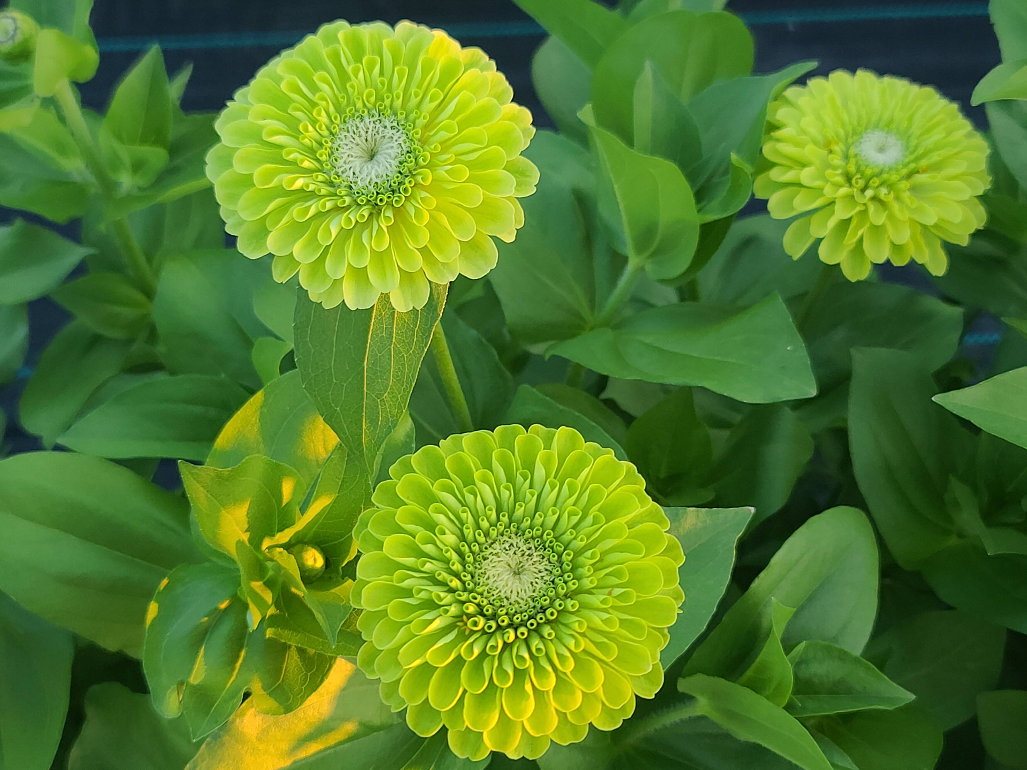 Home | Twin Creek Flower Farm