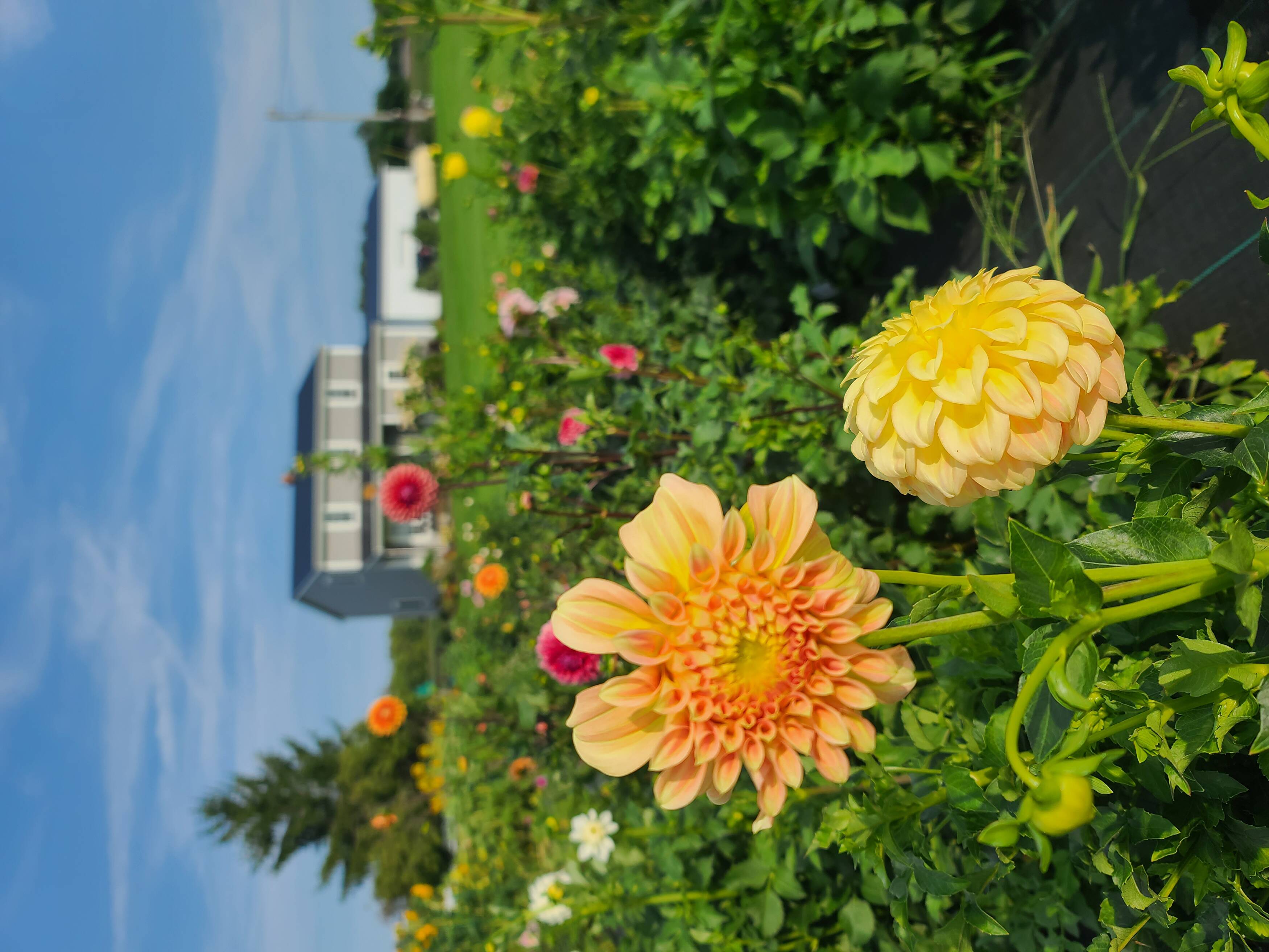 Home | Twin Creek Flower Farm